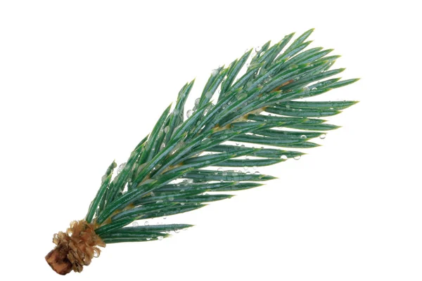 Closeup Coniferous Branch Christmas Background — Stock Photo, Image