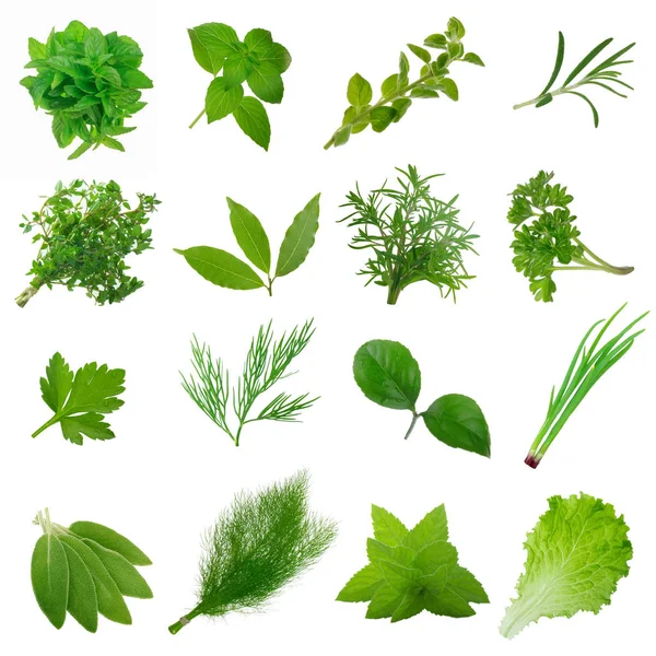 Beyaz arka planda izole çeşitli otlar closeup