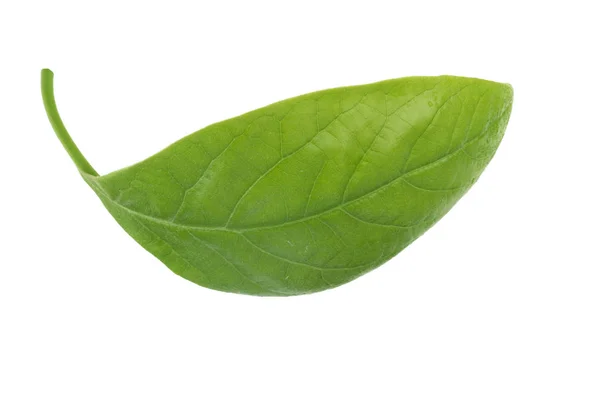 Свіжий Зелений Лист Авокадо Ізольований Білому Фоні — стокове фото