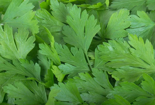 Nahaufnahme Von Grünen Petersilienblättern Lebensmittelhintergrund — Stockfoto