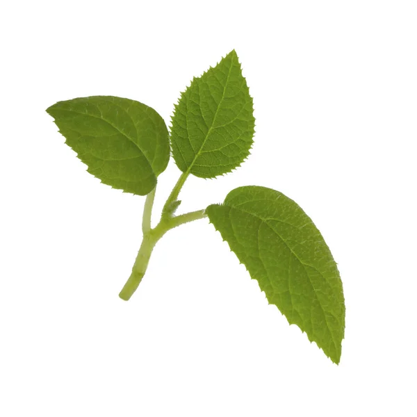 Κοντινά Πλάνα Από Πράσινα Φύλλα Που Απομονώνονται Λευκό Οπισθόηχο — Φωτογραφία Αρχείου