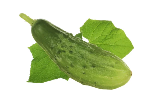 在白色背景查出的未加工的成熟的绿色黄瓜 — 图库照片