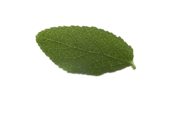 Зелений Лист Чорниці Ізольований Білому Тлі — стокове фото