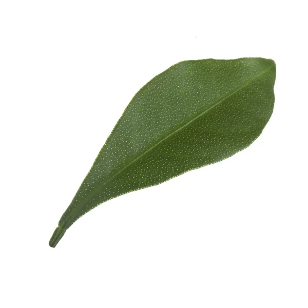 白い背景に隔離されたクムクワットの葉のクローズアップ — ストック写真