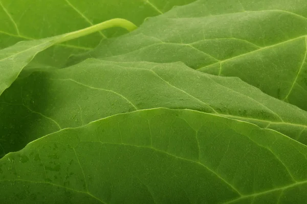 Closeup Zeleného Listí Rostlin Květinové Pozadí — Stock fotografie