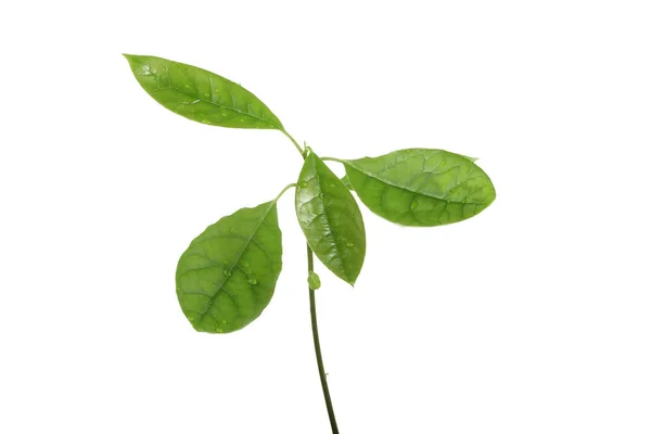 Свіжі Зелені Листя Авокадо Ізольовані Білому Фоні — стокове фото