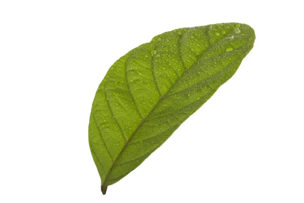 Primer Plano Hoja Guayaba Aislada Sobre Fondo Blanco —  Fotos de Stock