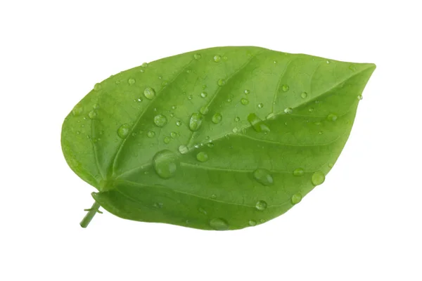 Closeup Green Leaf White Background — Stock Photo, Image