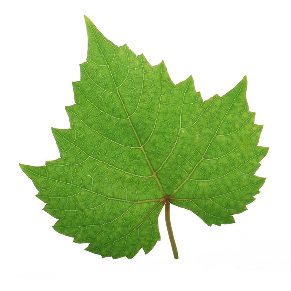 Świeży Zielony Winogron Liść Białym Tle — Zdjęcie stockowe