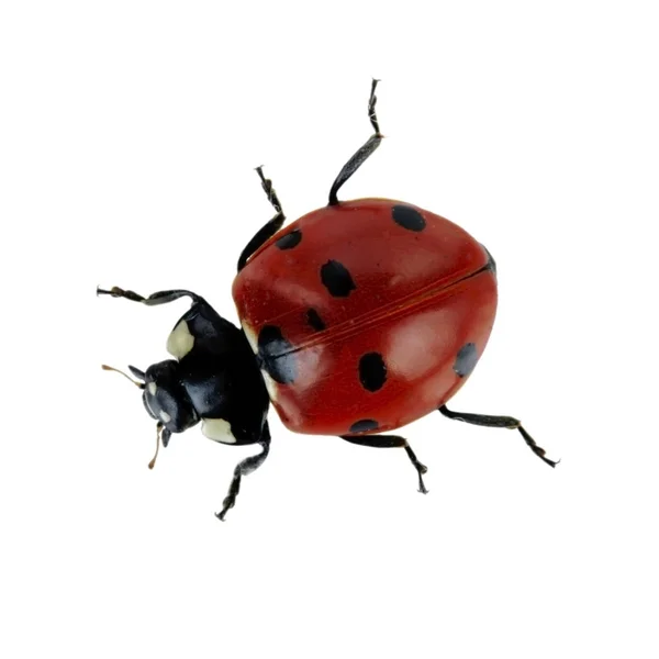 Vista Ritagliata Coccinella Isolata Sfondo Bianco — Foto Stock