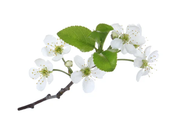 Flores Cerezo Aisladas Sobre Fondo Blanco — Foto de Stock