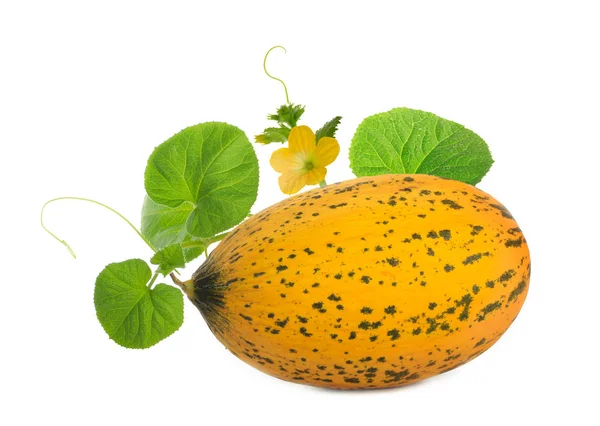 Nahaufnahme Von Melone Isoliert Auf Weißem Hintergrund — Stockfoto