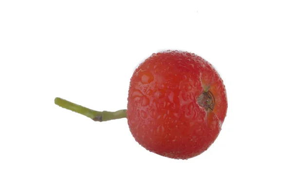 Ashberry Vermelho Isolado Fundo Branco — Fotografia de Stock