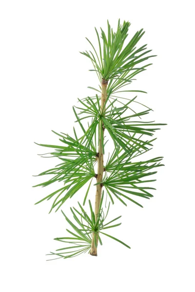 Fir Tree Branch Isolated White Background Stock Image