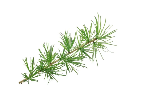 Fir Tree Branch Isolated White Background Stock Photo
