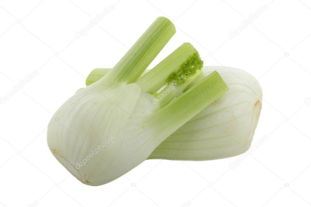 Aromatic fennel isolated on white background