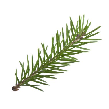 Kozalaklı şubenin yakın çekim, Noel arka plan