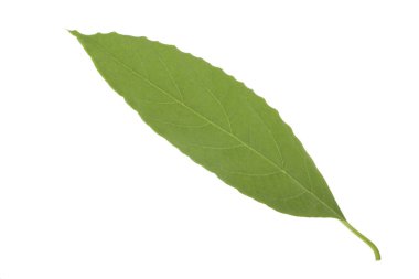 Beyaz arka plan üzerinde izole taze avokado yaprak yeşil