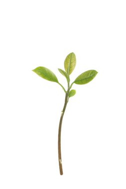 Taze yeşil avokado izole üzerinde beyaz arka plan bırakır