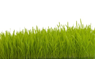 kopya alanı beyaz zemin üzerine yeşil çimen