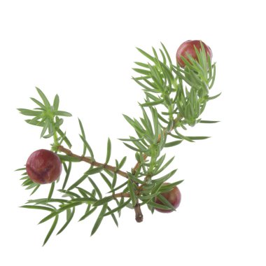 Beyaz arka planda izole ardıç yakın çekim