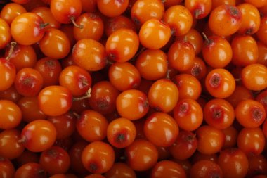 Ham olgun sandthorn meyveler, gıda arka plan.