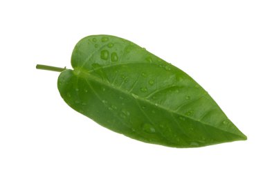 Beyaz arkaplanda yeşil yaprak yakın plan