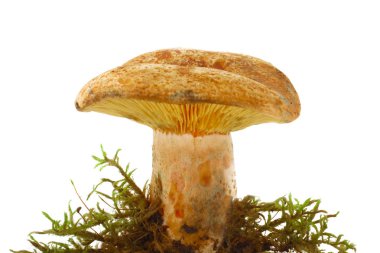 Beyaz arka plan üzerinde izole tek mantar