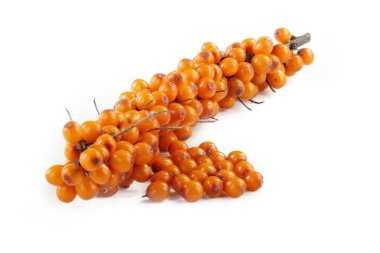 Beyaz arka planda izole edilmiş buck-thorn yakın çekim 