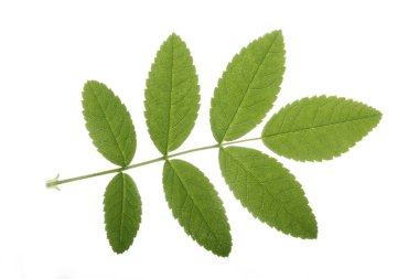 Beyaz arka planda izole edilmiş yeşil yaprakların yakın çekim 