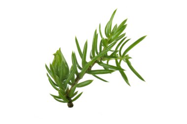 Beyaz arka plan üzerinde izole ardıç şube