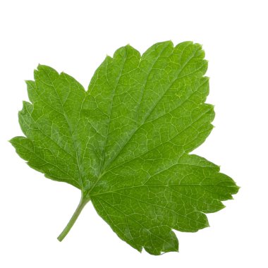 Beyaz arka plan üzerinde izole yeşil Frenk üzümü yaprağı