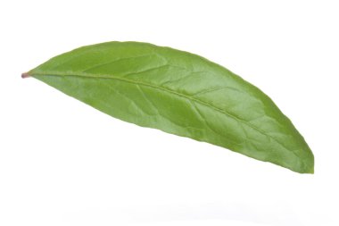 Beyaz arka planda izole edilmiş nar yaprağının yakınçekimi 