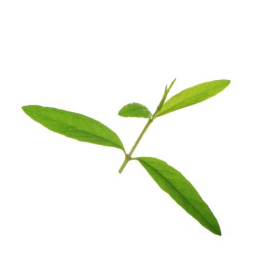 Beyaz arka planda izole edilmiş nar yaprağının yakınçekimi 