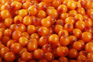 Ham olgun sandthorn meyveler, gıda arka plan.