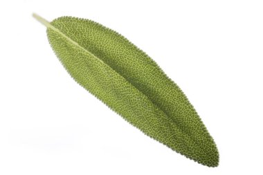 Yeşil yaprak üzerinde beyaz izole closeup 