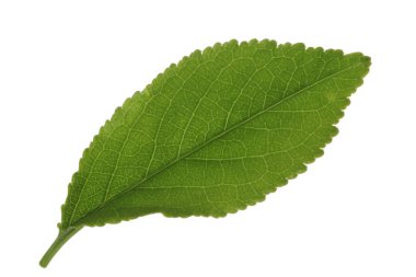 Beyaz arka planda yalıtılmış yeşilin yakın çekimi 