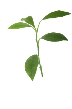 Beyaz backgroound izole yeşil yaprakların yakın çekim