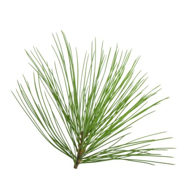 Beyaz arkaplanda köknar ağacı dalı izole