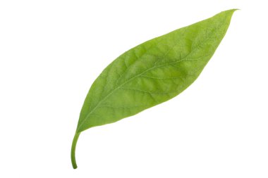 Beyaz arka plan üzerinde izole taze avokado yaprak yeşil