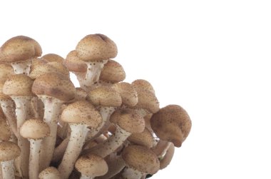 Beyaz arka plan üzerinde izole olgun ham mantar