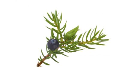 Beyaz arka plan üzerinde izole iğne ile Juniper berry