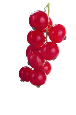 closeup izole beyaz zemin üzerine kırmızı kuş üzümü 