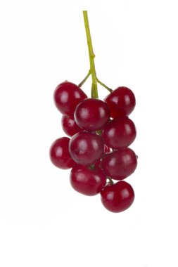 Taze kuş kiraz yığınının kapatılması 