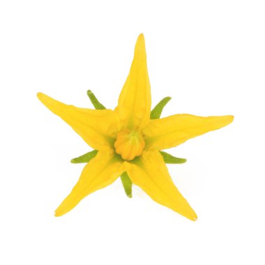 Beyaz üzerinde izole domates çiçek closeup 