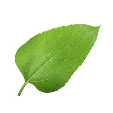 Beyaz arka planda izole ayçiçeği yaprağı yakın çekim 