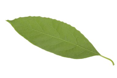 Beyaz arka plan üzerinde izole taze avokado yaprak yeşil