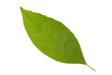 Beyaz arka plan üzerinde izole taze avokado yaprak yeşil