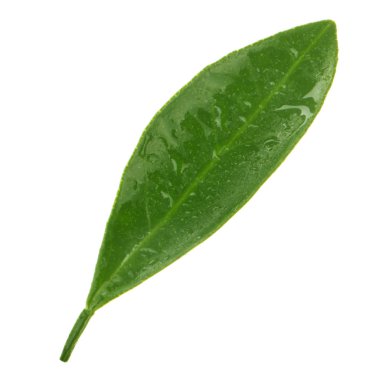 Beyaz arkaplanda yalıtılmış turunçgil yaprağı