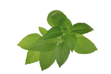 Fesleğen yaprakları beyaz arkaplanda izole